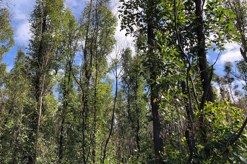 Epicormic shoots growing from burned tree trunks.