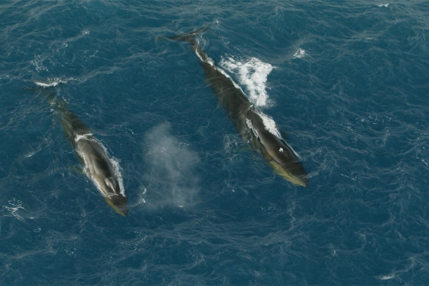 두 마리의 긴고래가 바다에서 헤엄치며 위에서 나란히 소용돌이치는 모습이 목격되었습니다.