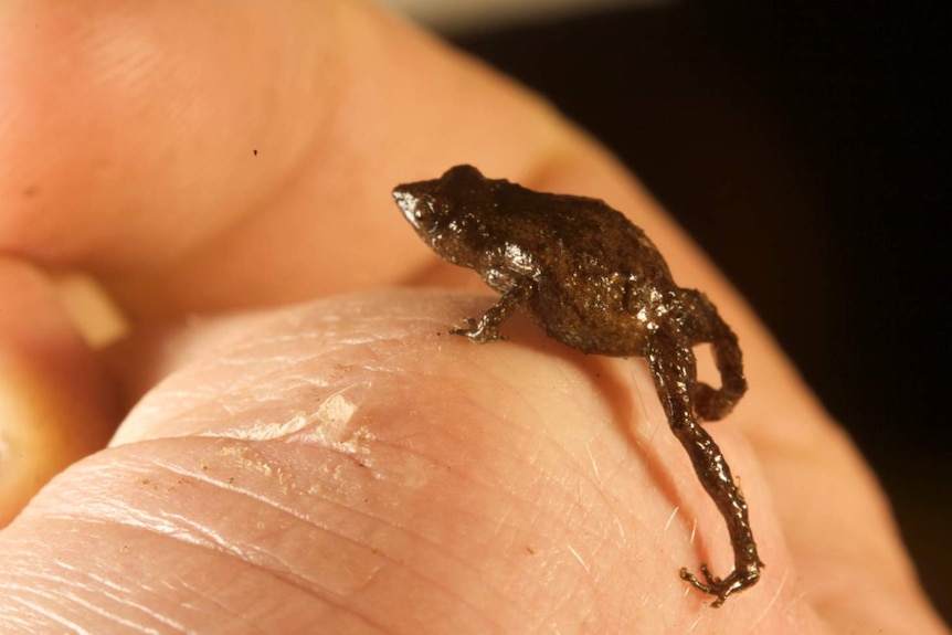 A tiny Choerophyrne frog perched on a finger