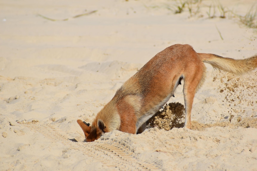 A dingo digs in the sand