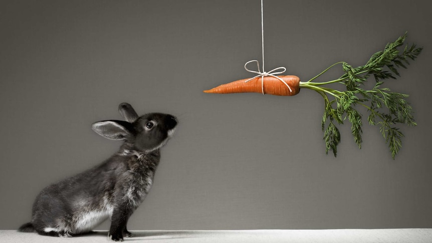 Rabbit looking at carrot on a stick