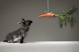 Rabbit looking at carrot on a stick