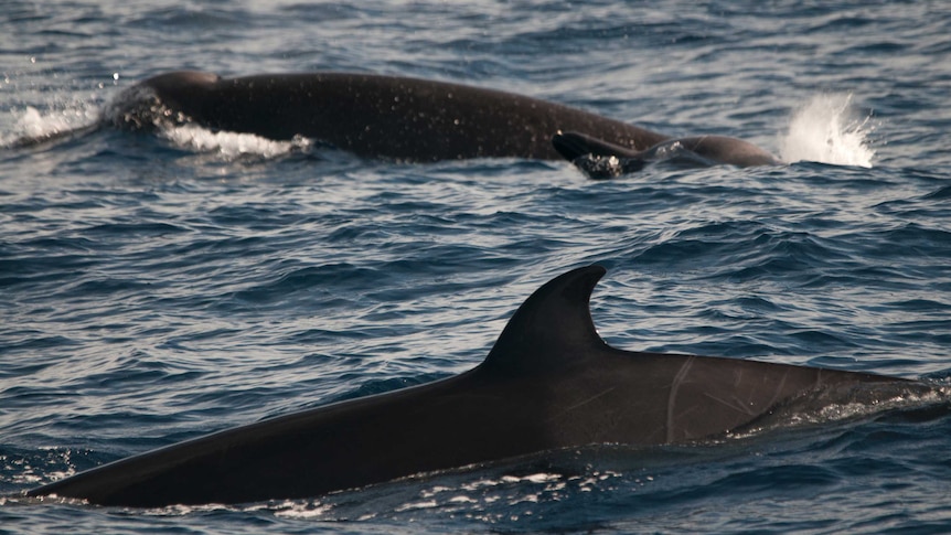 Shepherd's beaked whale off SA coast