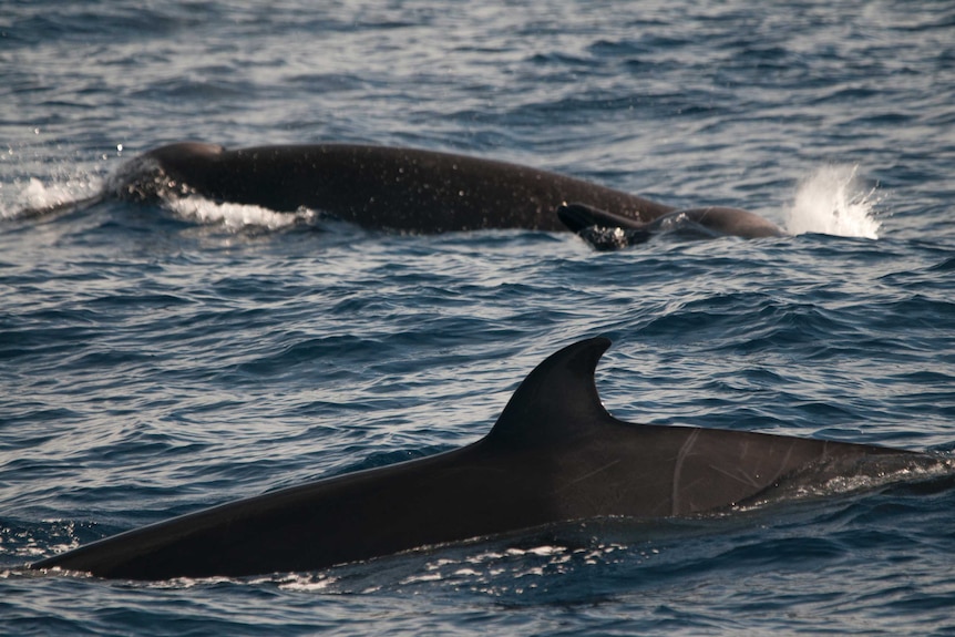 Shepherd's beaked whale off SA coast