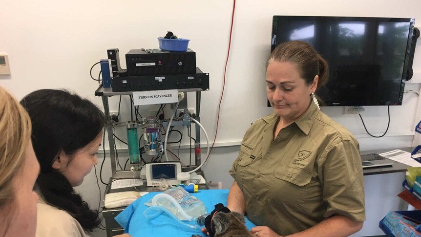 Koalas in treated