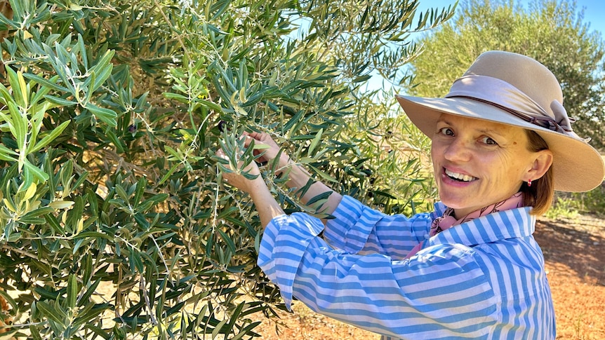 Jane Smith and the olive trees
