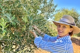 A woman touches the leaves of an olive tree. She is smiling.