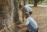 Two children pour water from bottles on a large tree.