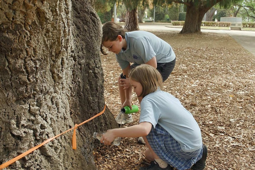 Two children pour water from bottles on a large tree.