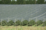 Apple orchard under netting.