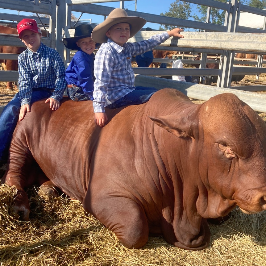 Three kids sitting on a bull in a pen