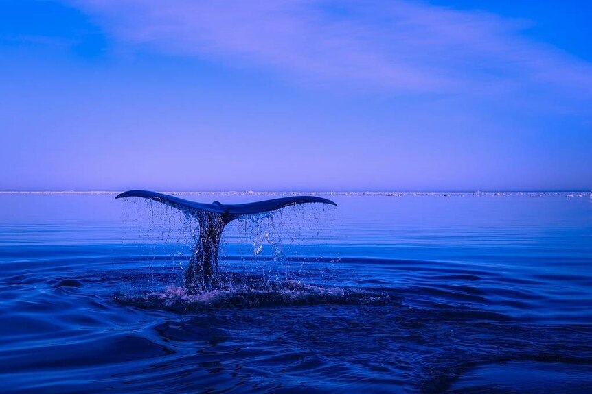 The tail of a humpback whale flicking water as it emerges through the surface.