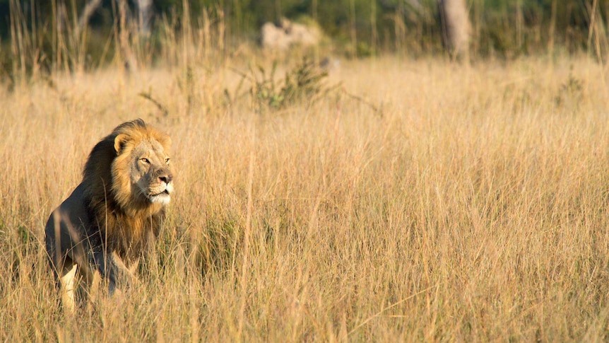 Cecil's offspring Xanda sits in the grass outside of Little Makalolo Camp in Hwange Game Reserve