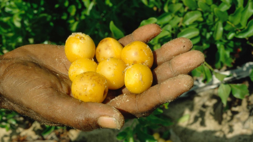 half a dozen small yellow round fruit in the palm of a hand