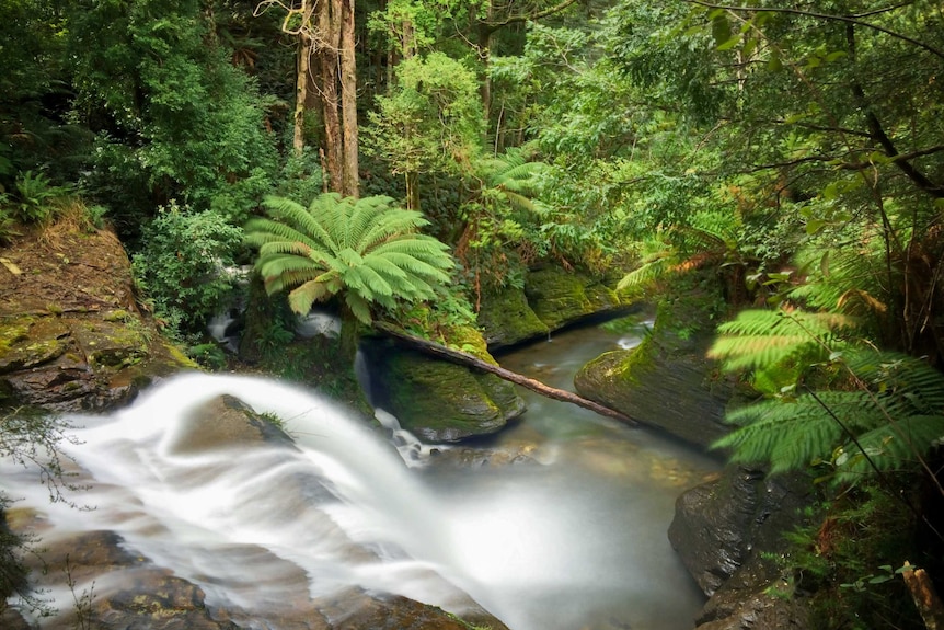 Liffey Falls, the spout