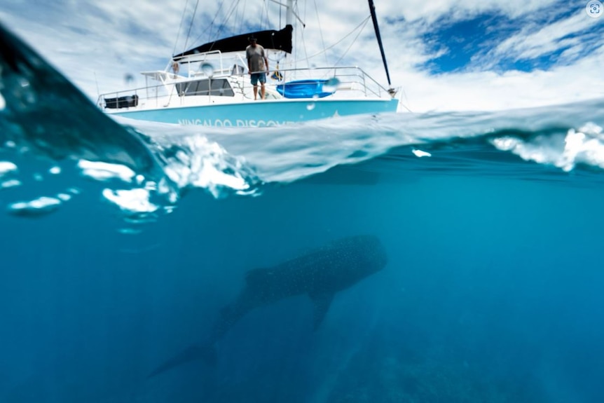 A whale shark swimming under water next to a boat shown on the surface.