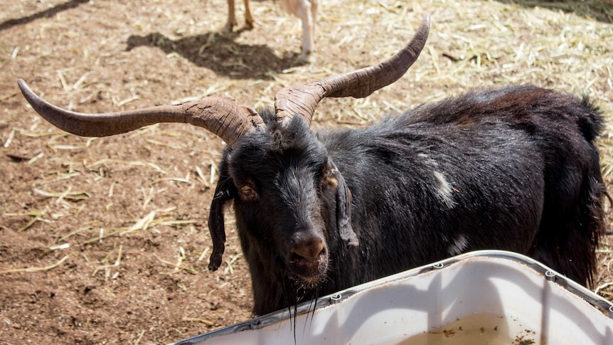 Image of a black feral goat.