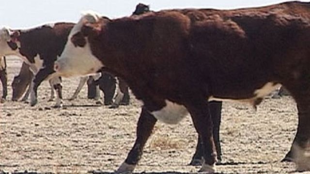 cattle cows generic thumbnail