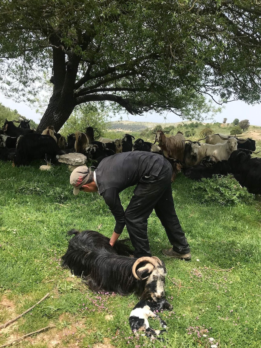 A man bends over to tend to a goat that has just given birth, in a village in Lebanon.