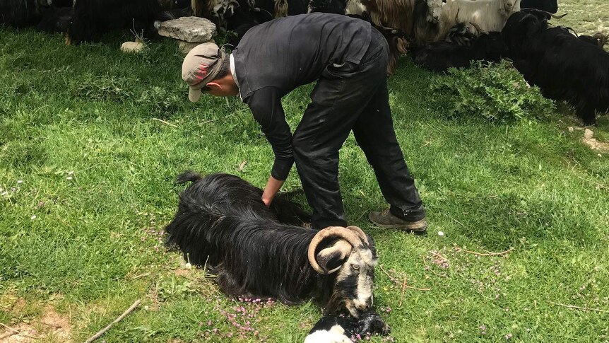 A man bends over to tend to a goat that has just given birth, in a village in Lebanon.