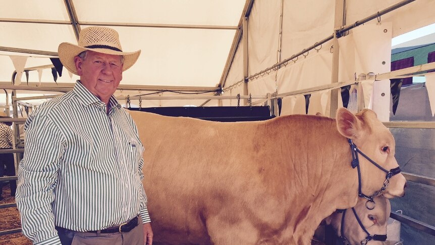 Ross Fraser stands in a pen with two show steers.