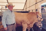 Ross Fraser stands in a pen with two show steers.