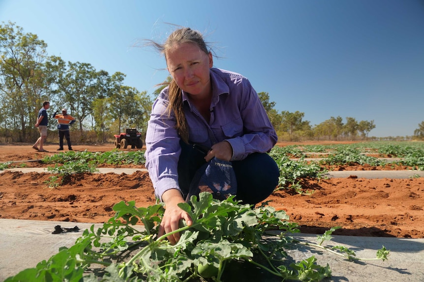 A woman is crouching in a field with melons on a sunny day