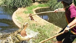 Croc feeding at Snakes Downunder Reptile Park and Zoo near Childers in southern Qld