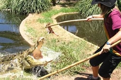 Croc feeding at Snakes Downunder Reptile Park and Zoo near Childers in southern Qld