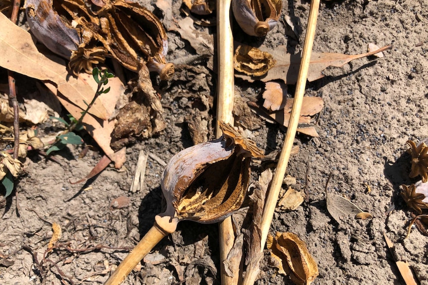 Poppy capsules lying on the ground.