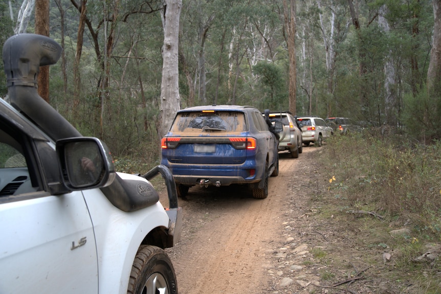 A procession of four-wheel drives heading into the bush.