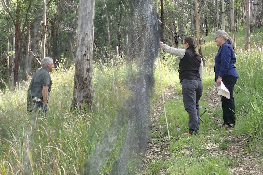 Rangers set up a fine net in a bushland area.