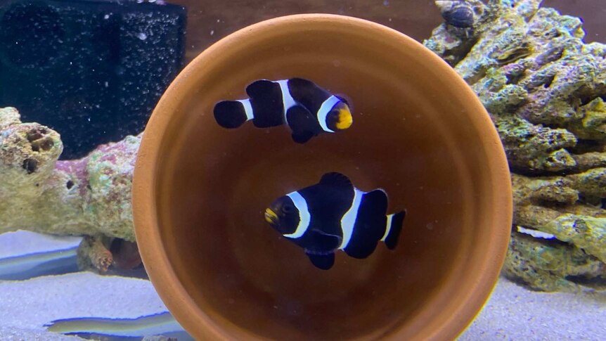 Two clownfish swimming in a tank near a submerged flower pot