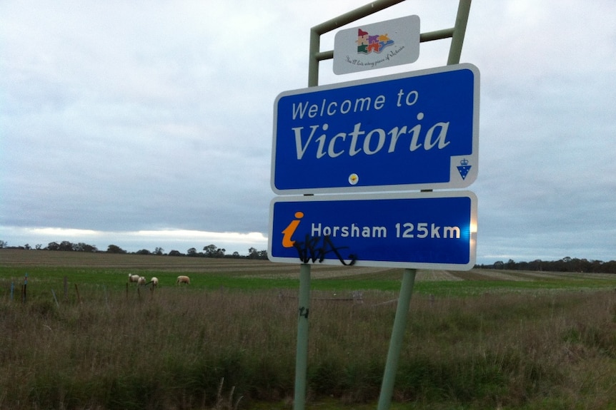 Sheep graze at the Victorian border