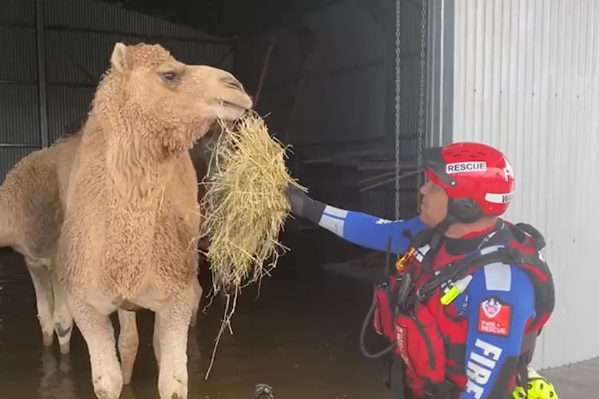 Man wearing rescue gear feeds hay to a camel standing in shallow water