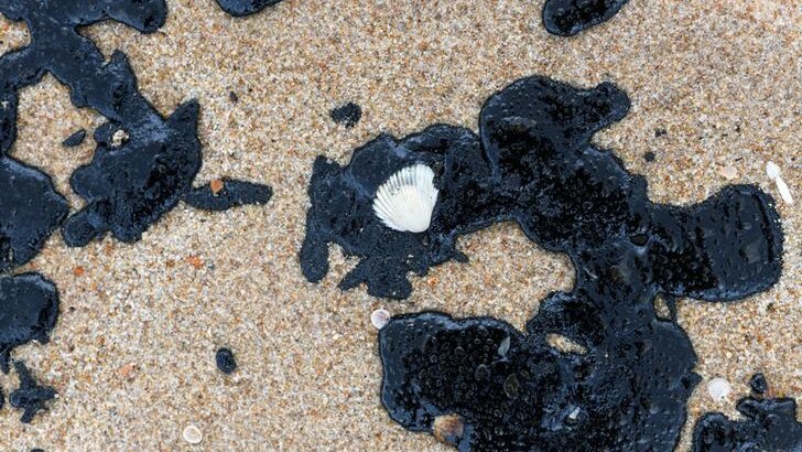 Clumps of oil are seen atop sand, with a shell on top of one of the clumps.