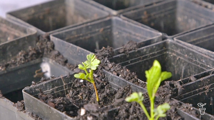 Seedlings growing in pots in a seed tray
