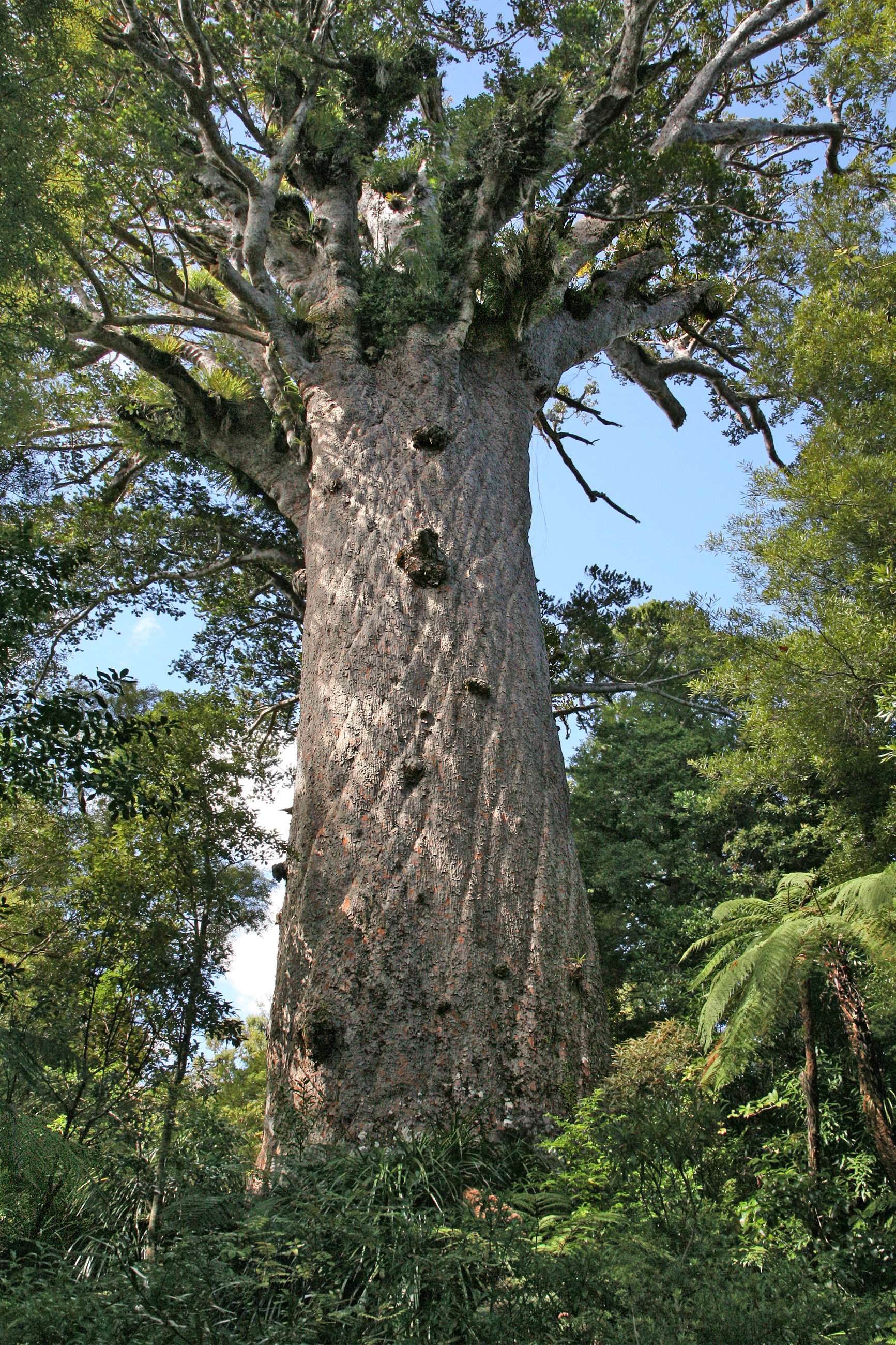 Living stump discovered in New Zealand's kauri forest suggests trees