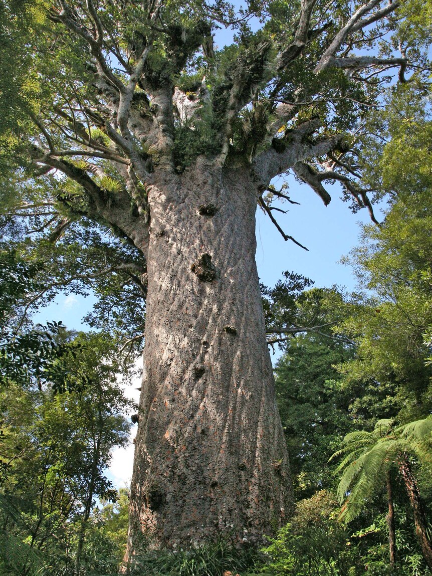 The largest kauri pine is Tane Mahuta