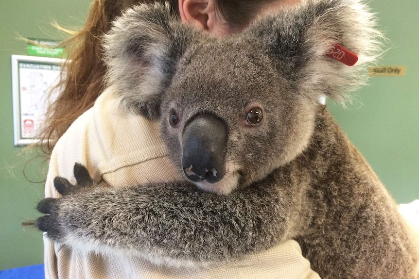 Close up of rescued koala named Fraser being held by a woman at Currumbin Wildlife Hospital.