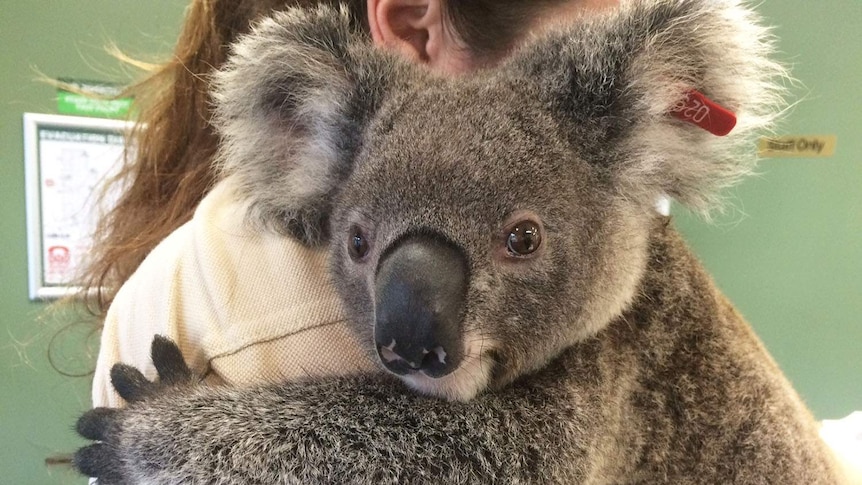 Close up of rescued koala named Fraser being held by a woman at Currumbin Wildlife Hospital.