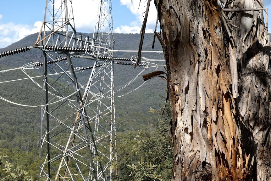 A tree with power lines in the Snowy Mountains