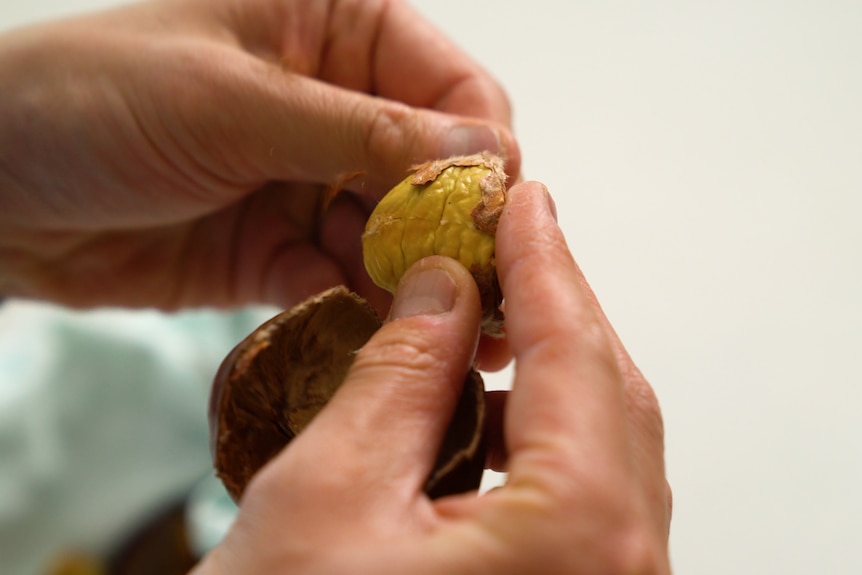 A person peeling a chestnut