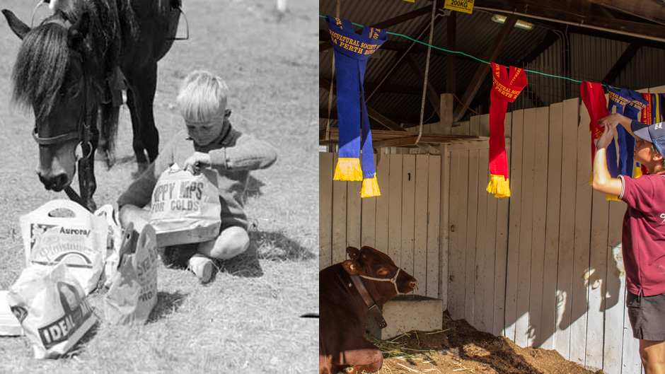 A boy with his pony and show bags in 1939, a prize-winning Shorthorn in the cattle stalls in 2015.