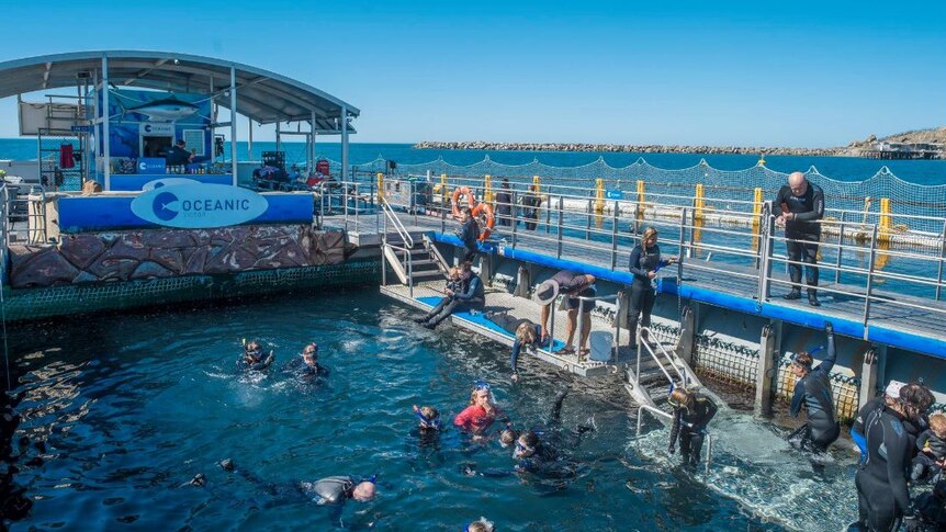 A marine park in which a crowd of people are in water or standing near water, wearing wetsuits and snorkles.