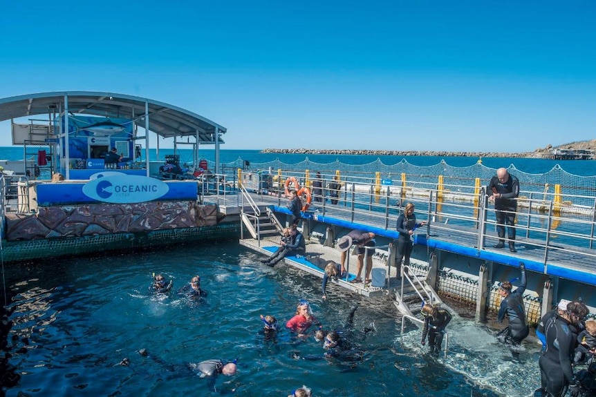 A marine park in which a crowd of people are in water or standing near water, wearing wetsuits and snorkles.