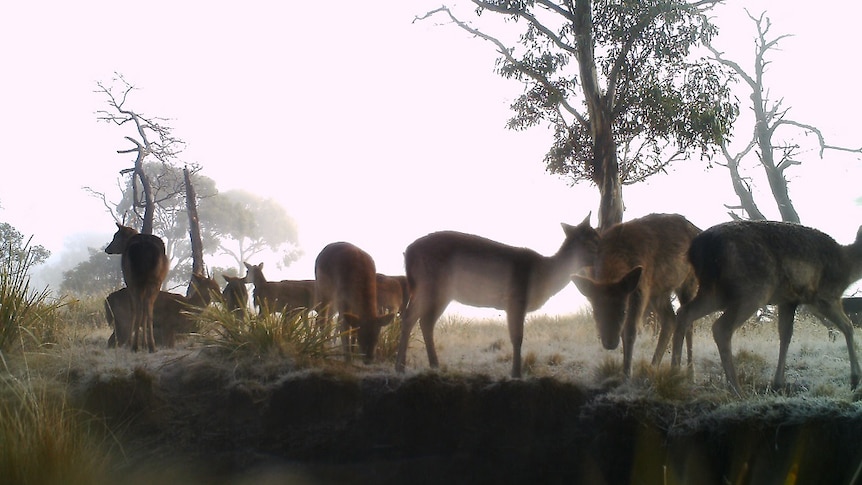 A herd of deer in the early morning