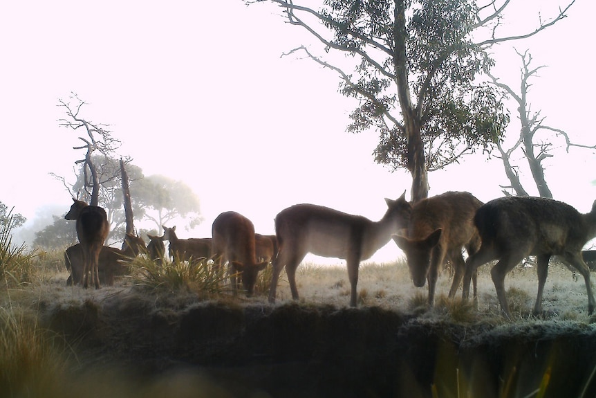A herd of deer in the early morning