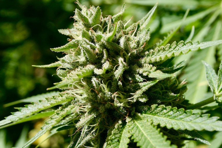 A cannabis flower