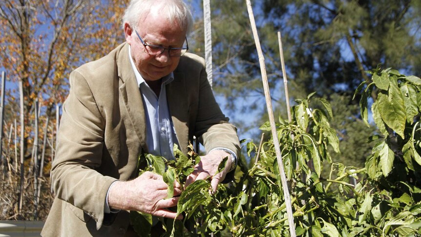 An older man in a suit jacket tends to a garden on a sunny day.